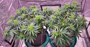 Everything You Need to Know About Weed Seeds BC